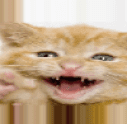 Увеличенное изображение кошки